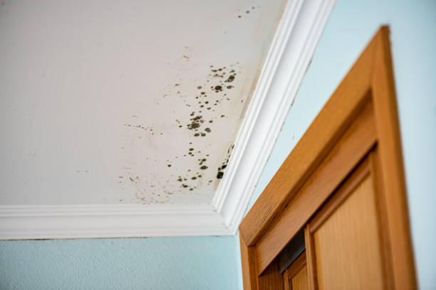 Best Crawl Space Mold Remediation in Leadwood, MO
