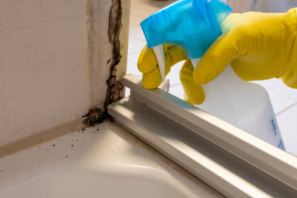 Best Post-Flood Mold Remediation in Leadwood, MO