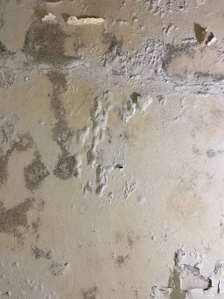 Leadwood, MO Mold Remediation Company
