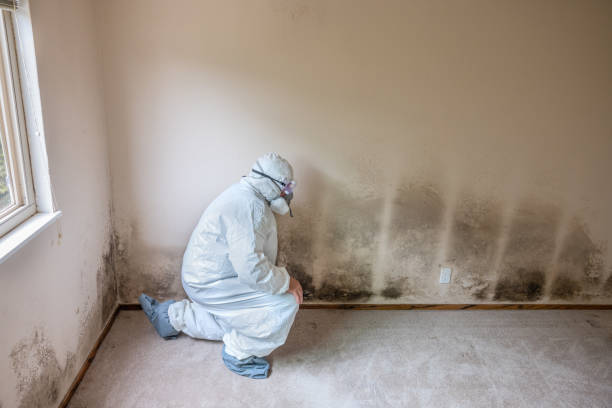 Professional Mold Remediation in Leadwood, MO