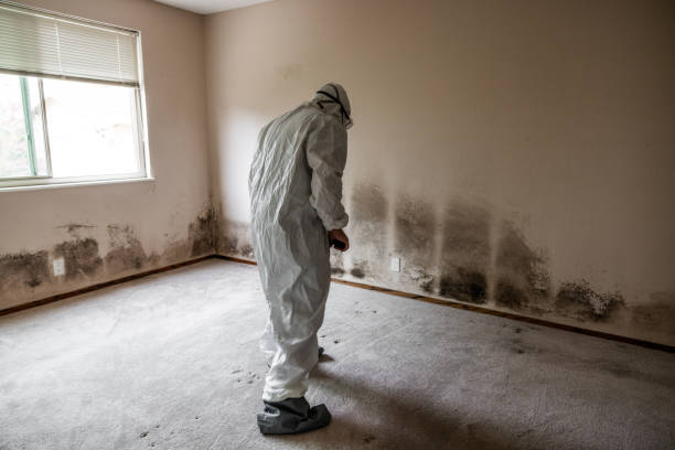 Best Basement Mold Remediation in Leadwood, MO