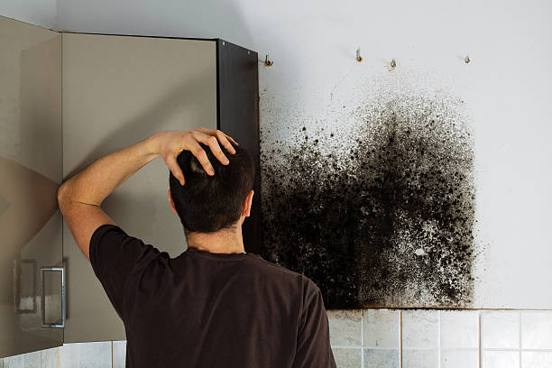 Best Black Mold Remediation in Leadwood, MO