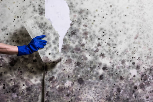 Best Health and Safety Mold Remediation in Leadwood, MO
